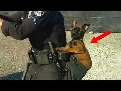 I got a Malinois but God Accidentally gave me a Comedian! #Video