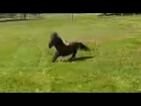 See how this disabled horse reacts when he's happy #Video