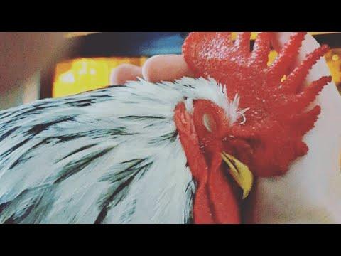 This chicken just wanted to be treated like a dog #Video