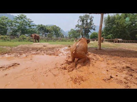Elephant Runs To Comfort Her Baby - ElephantNews #Video