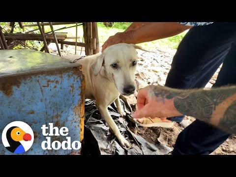Rescued Dog Tied to Short Chain Can't Stop Doing Adorable Tippy Taps #Video