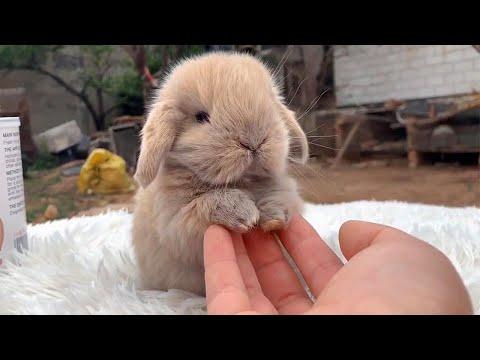 These Fluffy Bunnies Will Instantly Lift Your Mood #Video