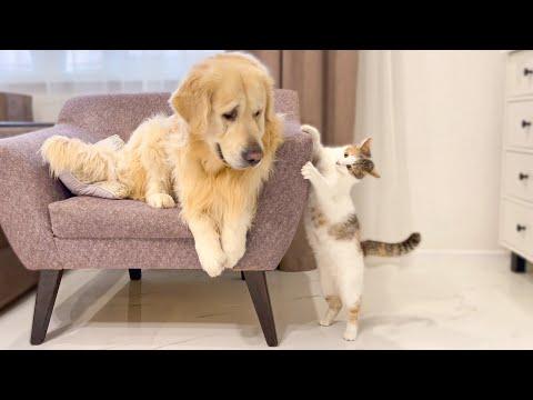 Funny Kitten Annoys Golden Retriever #Video