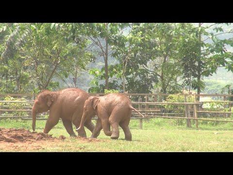 Most Compilation Shot Of Baby Elephants Running And Playing - ElephantNews #Video