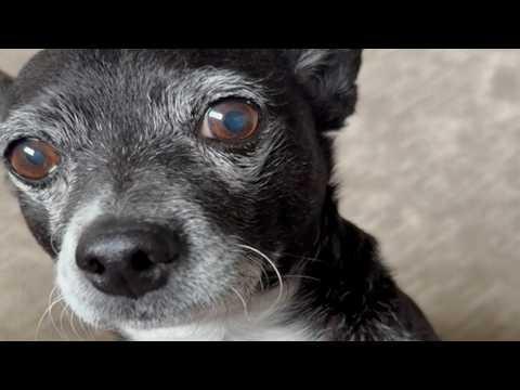 Genius chihuahua does bare minimum for treat #Video
