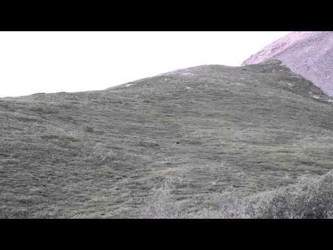 Grizzly Bear rolling down a hill at Denali National Park. #Video