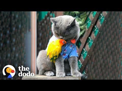Can A Cat And A Parrot Get Along? | The Dodo Odd Couples