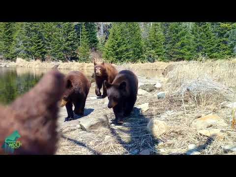 Mama bear and 3 cubs mess with trail camera three different times! #Video