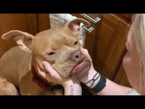 Christopher was dumped by his owner. It's the best thing that happened to him. #Video