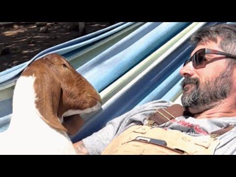 Man falls in love with blind lab goat #Video