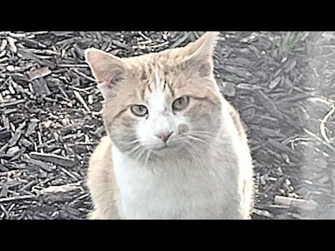 Woman gets big surprise at door after losing her cat #Video