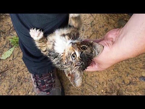 Stray Kitten Stops a Man In The Woods And Adopts Him #Video