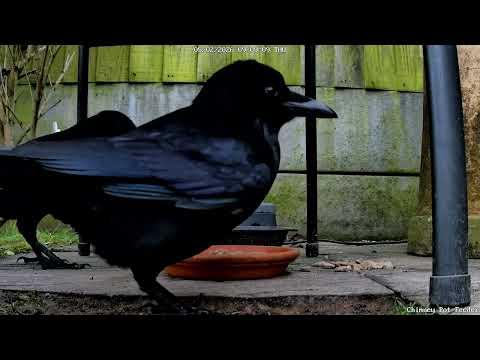 Crow Family Reunion at the Ground Feeder | Who Eats First? #Video