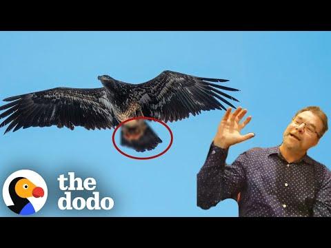 Photographer Has No Idea What This Eagle Grabbed #Video