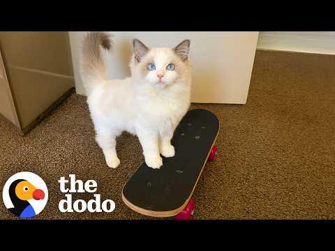 This Kitten Learned To Skateboard All By Herself #Video