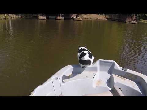 Our cat diving and swimming video