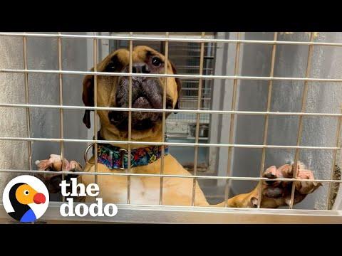 Why Are There So Many Pit Bulls Stuck In Shelters? #Video
