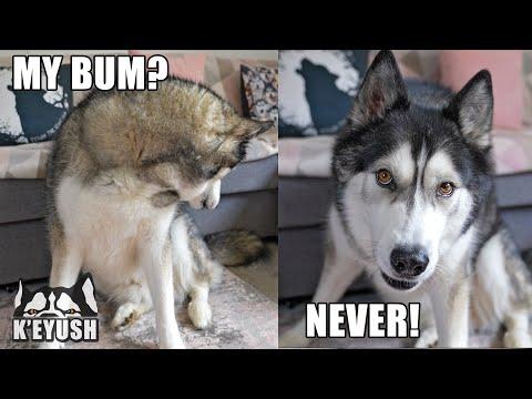Gave My Husky a SPA DAY And He Argued About it! #Video