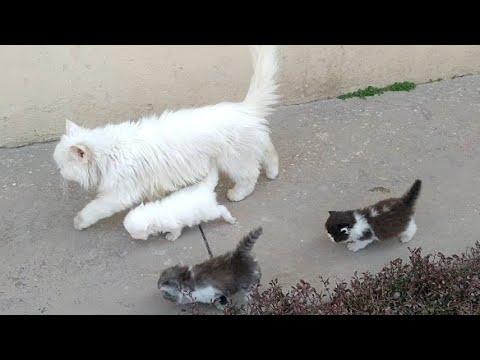 Mother Cat Walking With Her Kittens And Hitting Them To Go Inside #Video