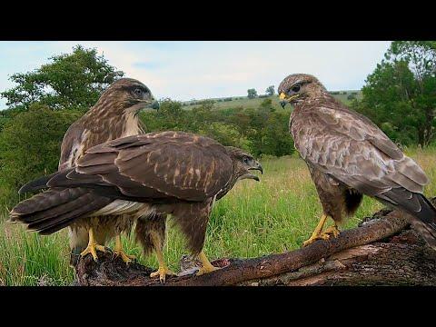 Young Common Buzzards Learn to Fend for Themselves | Discover Wildlife Robert E Fuller #Video