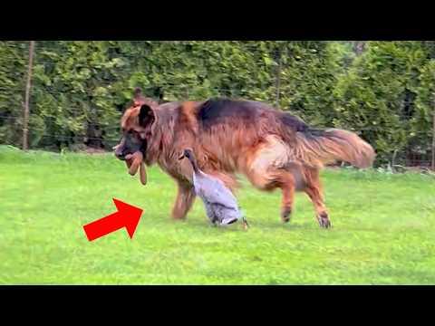 Hilarious GERMAN SHEPHERDS Encounters with Small Animals #Video