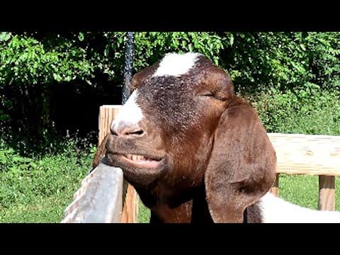 I adopted a dinner goat. Here's what happened. #Video