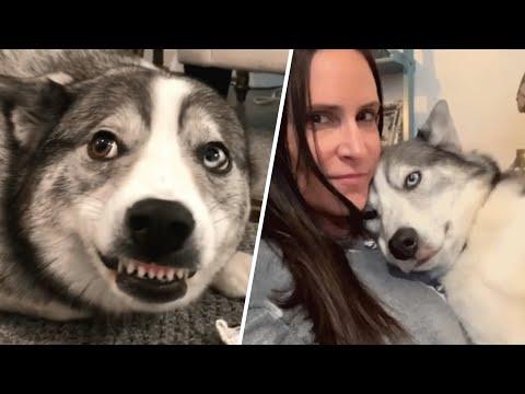 Woman discovers her dog was allergic to humans and ants. And now he's her soulmate dog. #Video