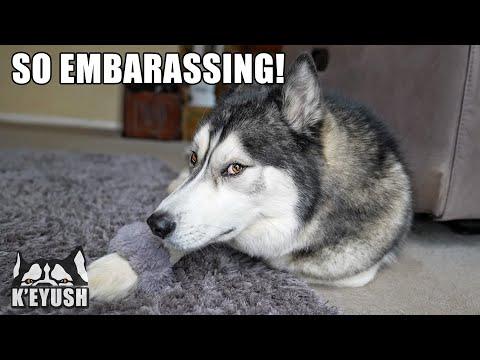 Husky Gives EVIL Side-Eye For Putting a Hairband On Him! #Video