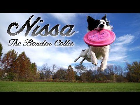Kyle And Nissa - The Border Collie (Parkour Dog Tricks)