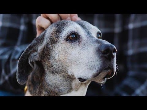 Hospice Dog Refuses To Leave Family Behind #Video