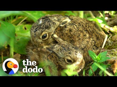 Hare Fights Off An Owl #Video