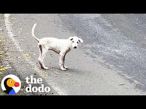 Dog Rescued From the Streets Blossoms Into the Happiest Boy #Video