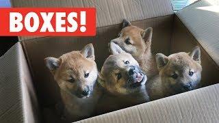 Animals Who Love Boxes!