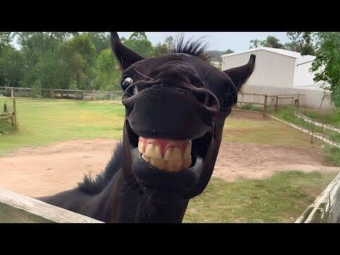 Horses Are Being Dramatic with Their Humans #Video
