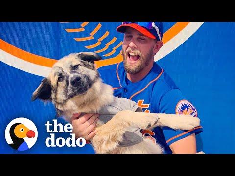 Jeff McNeil Adopts A Puppy At New York Mets Game #Video