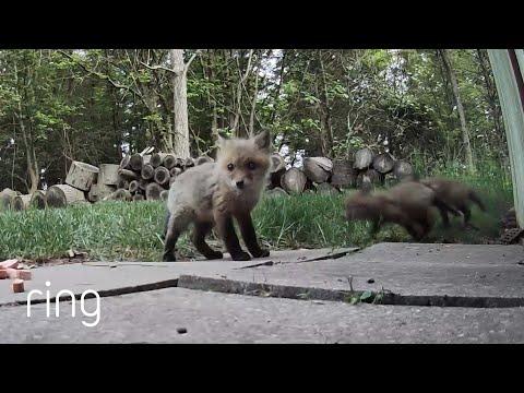 Stop What You’re Doing and Watch These Baby Foxes! | RingTV #Video