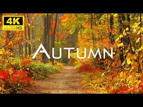 Enchanting Autumn Forests with Beautiful Piano Music - 4K Autumn Ambience & Fall Foliage #Video