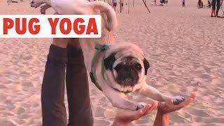 Funny Pug Yoga | Literal Downward Facing Dog
