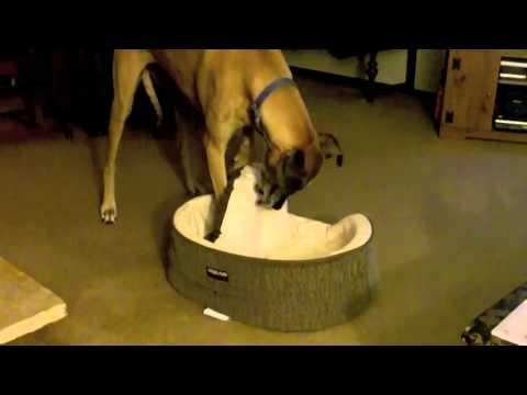 Great Dane Is Determined To Fit In A Small Bed
