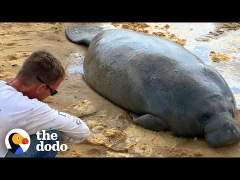 Stranded Manatee Rescued by Bulldozer! #Video
