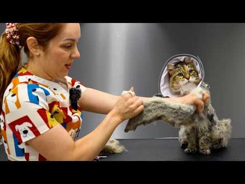 The Most Dangerous Cat Groom I've Ever Attempted #Video