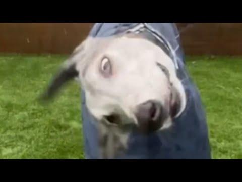 Racing greyhound unravels when he starts living inside #Video