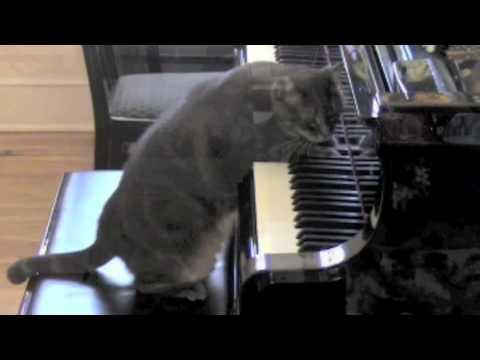 CATcerto. ORIGINAL PERFORMANCE. Mindaugas Piecaitis, Nora The Piano Cat