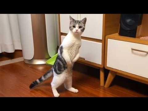 When Sneaky Cat Deserve an Award for Pretending to Be Innocent #Video