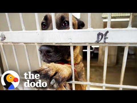 Dog Injures Herself Trying To Get Pets At The Shelter