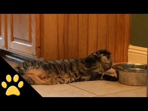 Lazy Cat Doesn't Get Up To Drink Water