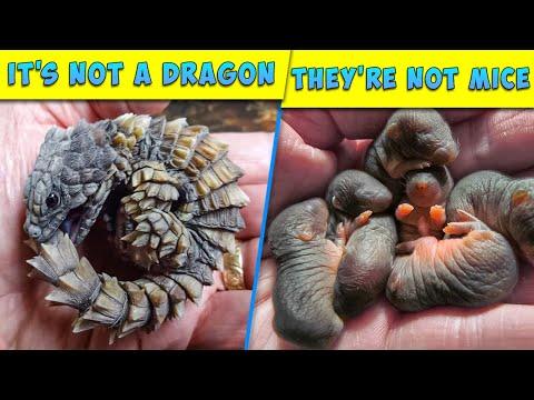 9 Baby Animals You Haven't Seen in Real Life Video