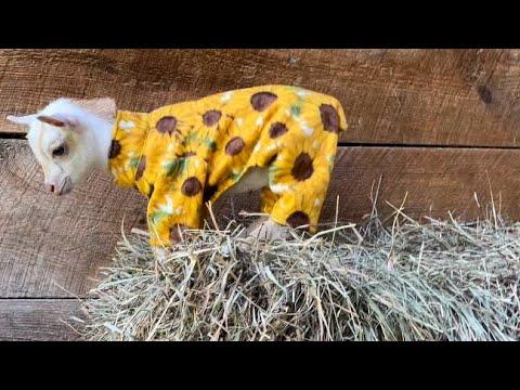 The goats’ favorite day of the year! Sunflower Farm Creamery #Video