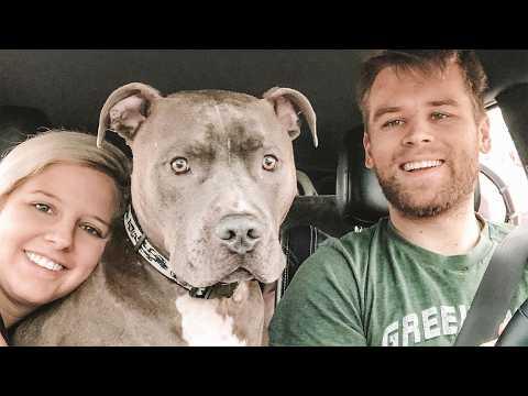 130 Pound Giant Pitbull Welcomes Rescue Dog In The Sweetest Way #Video
