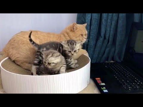 Dad Cat Makes Everything Better Video